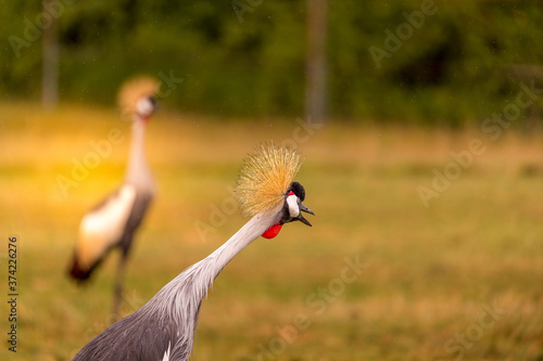 The black-crowned crane, also known as the black-crested crane, is a bird in the crane family Gruidae. It occurs in dry savannah in Africa south of the Sahara, although in nests in somewhat wetter hab photo