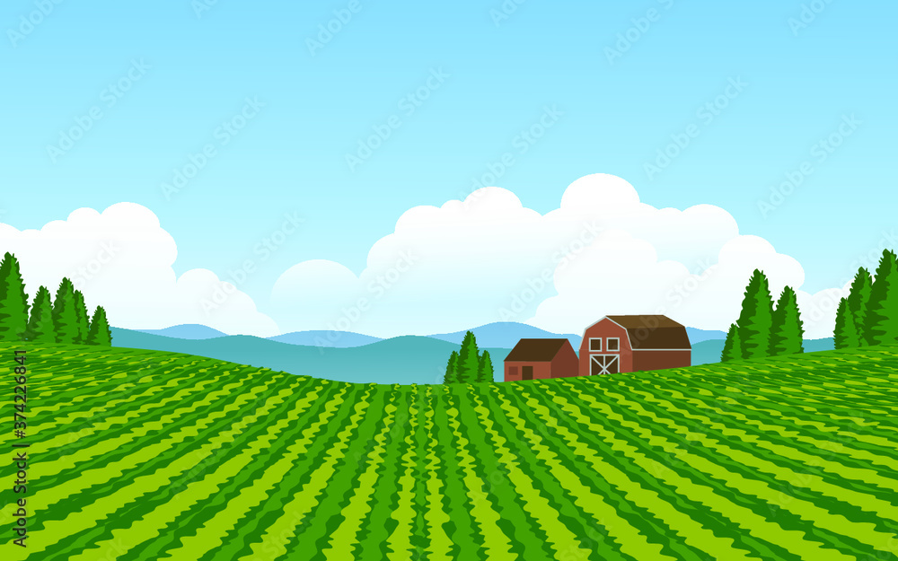 rural landscape with vineyard