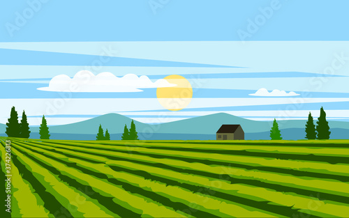 summer landscape with green field