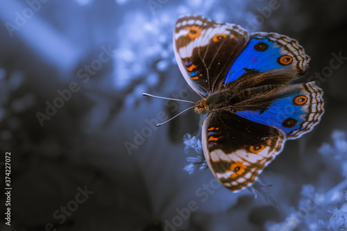 Close up moody image of butterfly on grass © Rizal Kuswandi