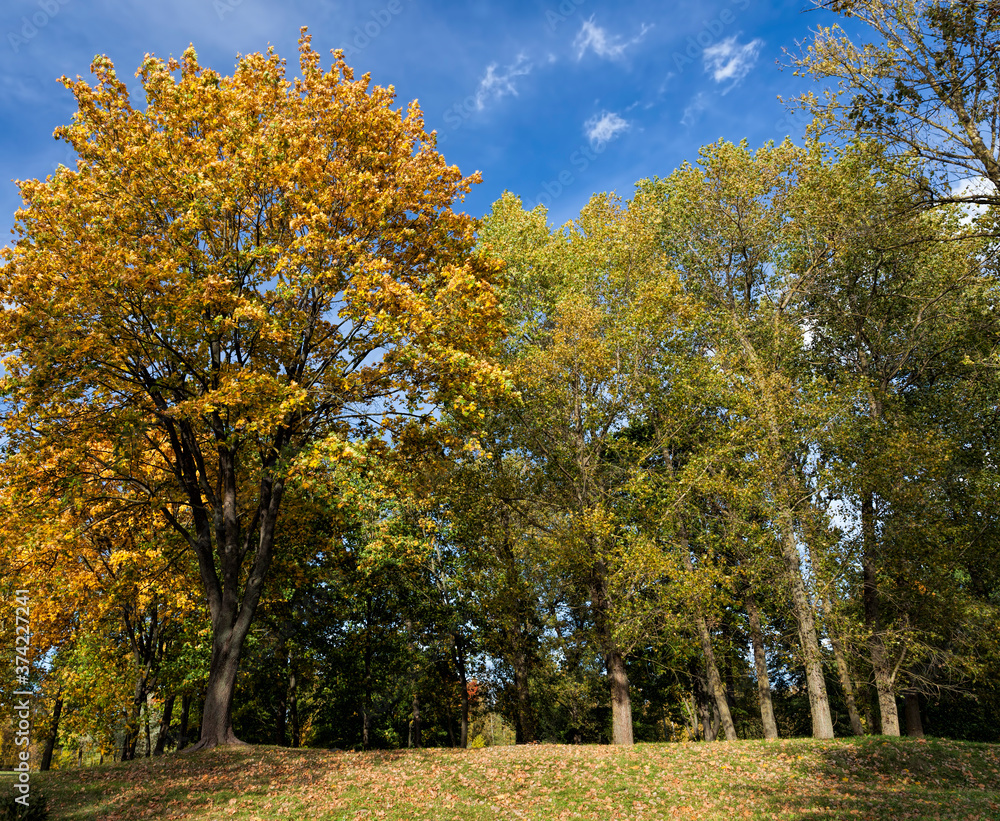 Fototapeta premium yellowing leaves