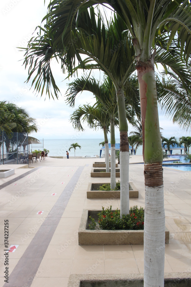 Fototapeta premium palm trees on the beach