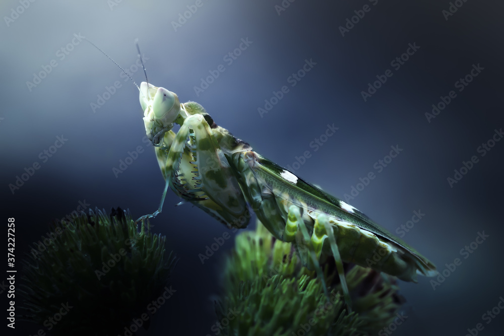 Naklejka premium Beautiful Macro art of defensive pose of Green Praying Mantis