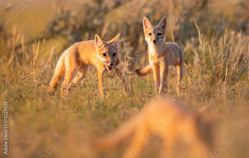 Endangered swift fox in the wild photo