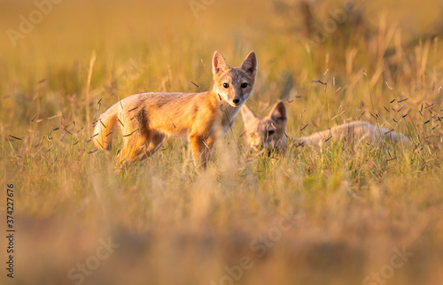 Endangered swift fox in the wild