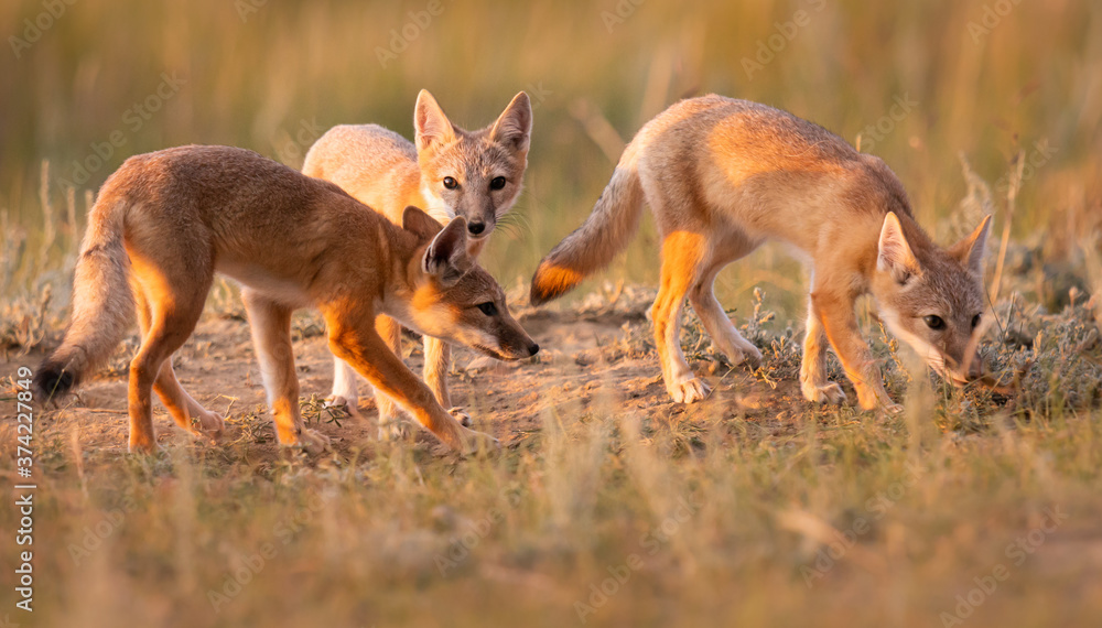 Fototapeta premium Endangered swift fox in the wild