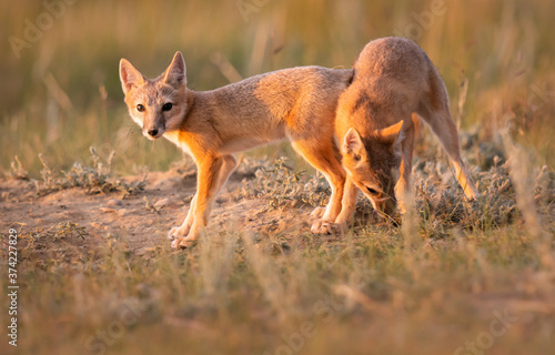 Endangered swift fox in the wild © Jillian