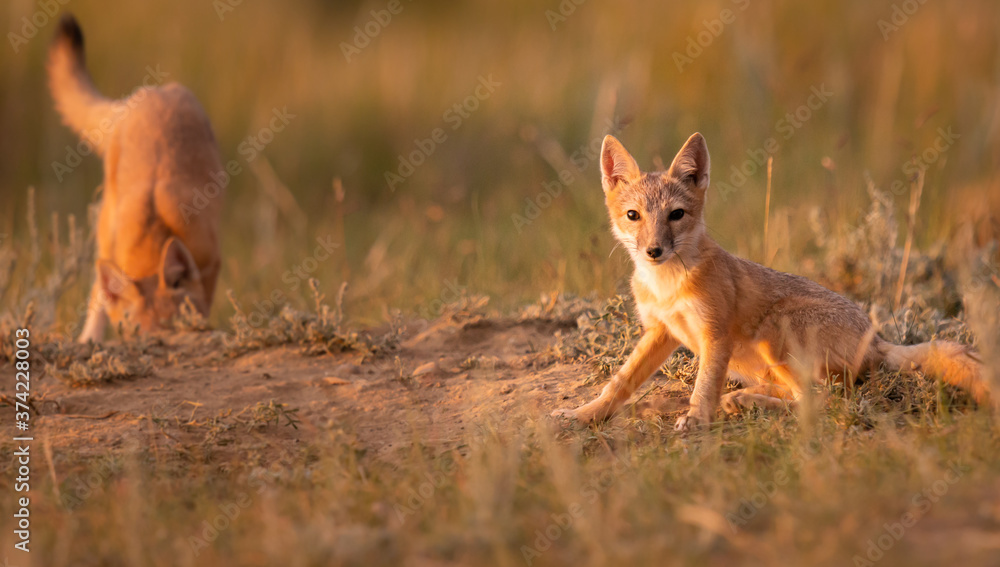Endangered swift fox in the wild Endangered swift fox in the wild