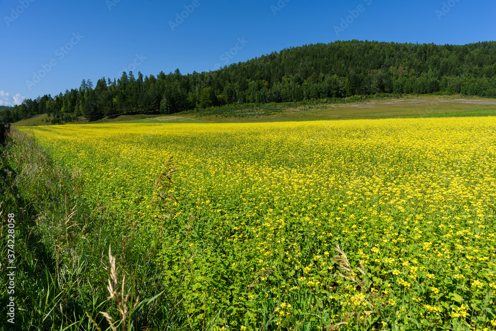 Yellow rapeseed flowers on field with blue sky in summer