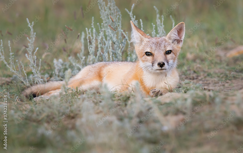 Obraz premium Zagrożony ryk lisa na wolności