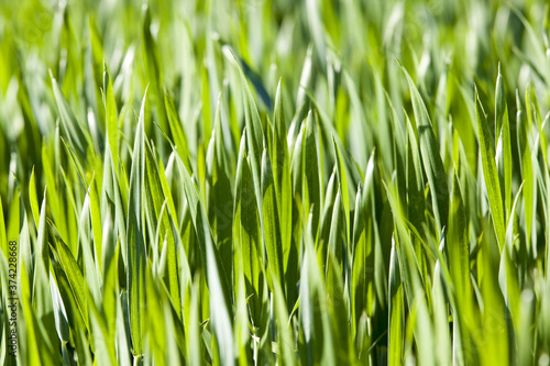 green wheat or other grain