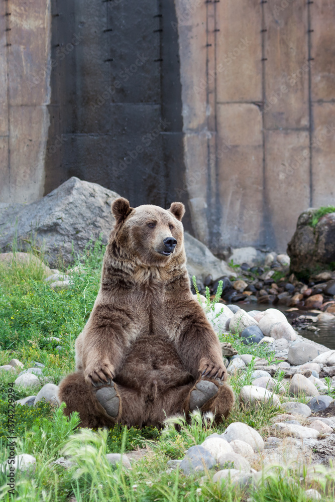 Fototapeta premium Grizzly Bear Yoga Pose