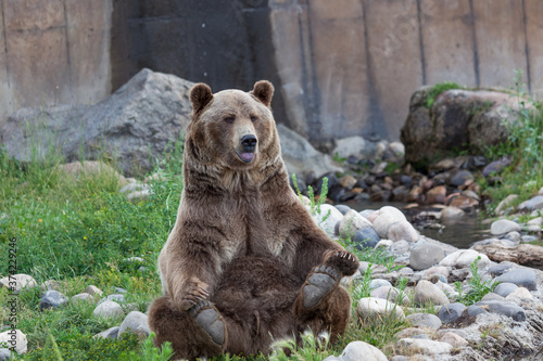Grizzly Bear Yoga Pose