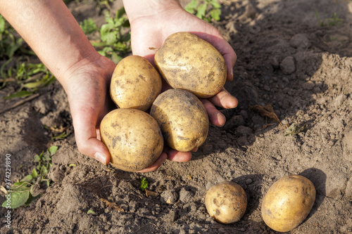 potatoes were grown