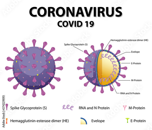 Diagram of Corona virus particle structure