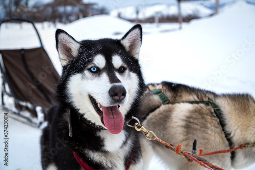 Dog breed Siberian Husky