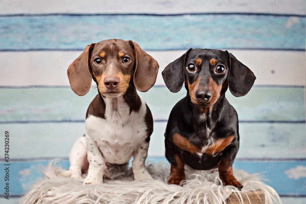 Dachshunds in the studio
