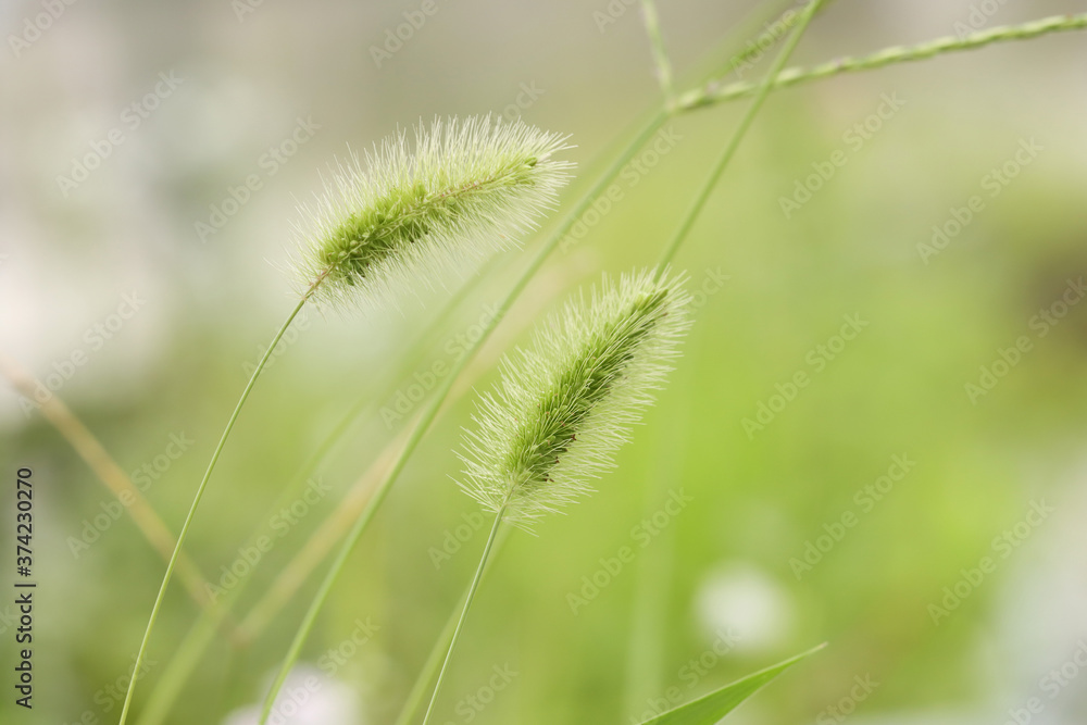 green foxtail isolated in white background green foxtail isolated in white background