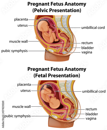 Pregnant fetus anatomy diagram
