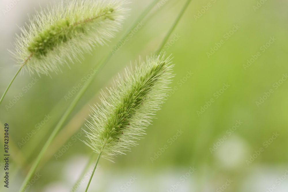 green foxtail isolated in white background