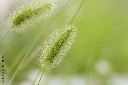 green foxtail isolated in white background © Kyle Lee