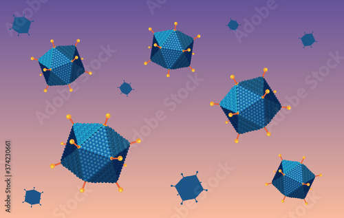 Adenovirus structure diagram on white background