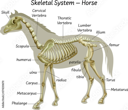 Science horse skeletal system