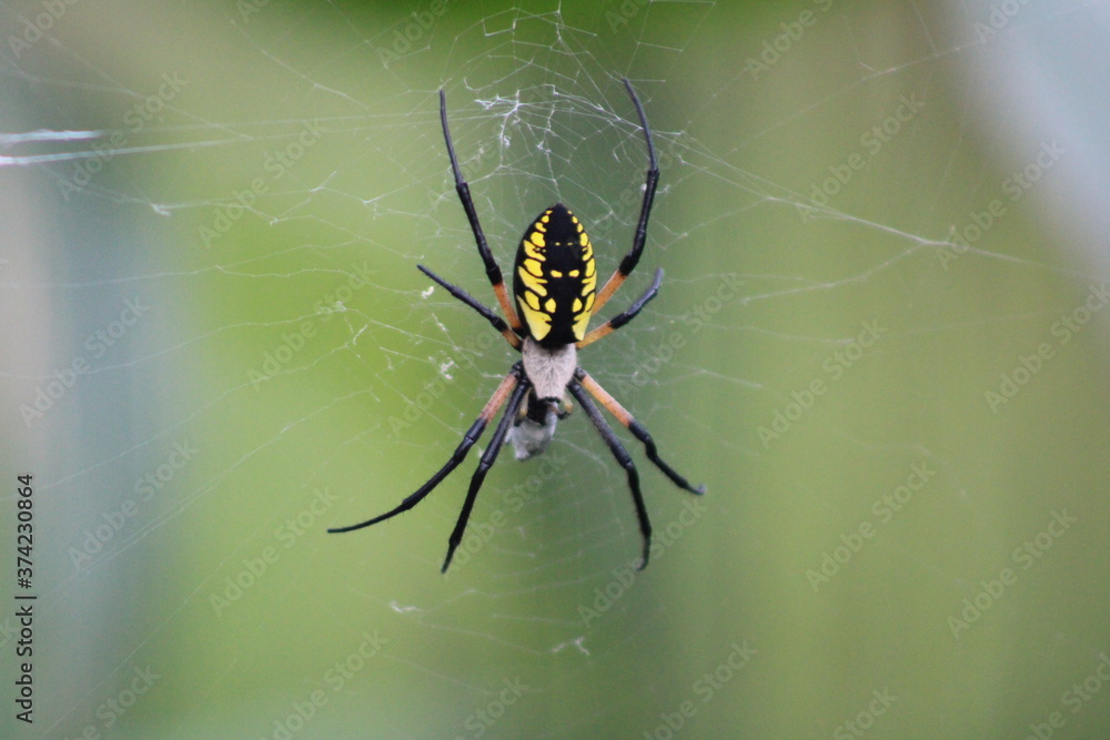 Japanese Garden spider on the web In the corn Japanese Garden spider on the web In the corn