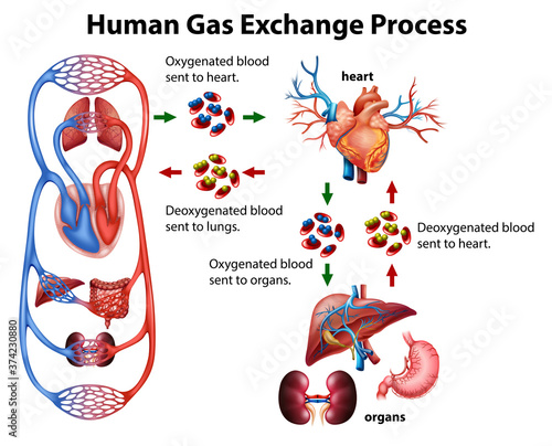 Medical infographic of human gas exchange process