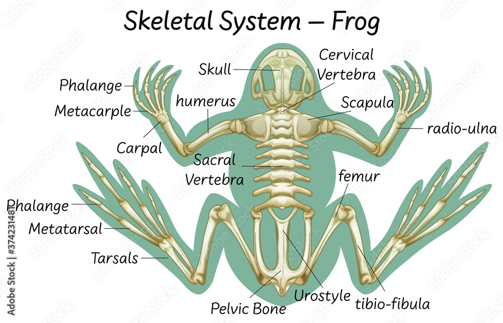 Science eduction of frog anatomy Stock Vector Adobe Stock