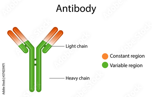 Antibody structure diagram on white background
