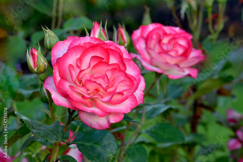 Nicole Rose Flower Duo 01