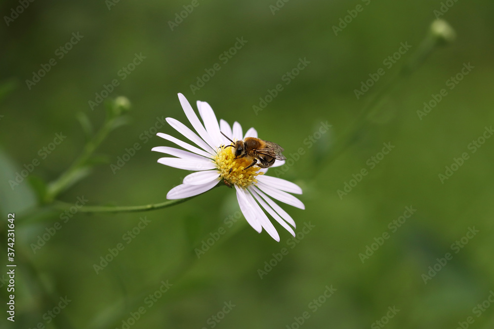 bee on daisy bee on daisy