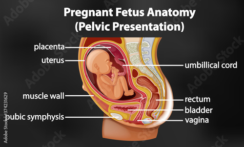 Pregnant fetus anatomy diagram