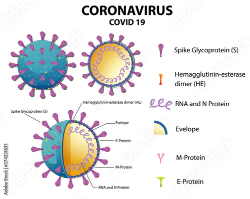 Diagram of Corona virus particle structure