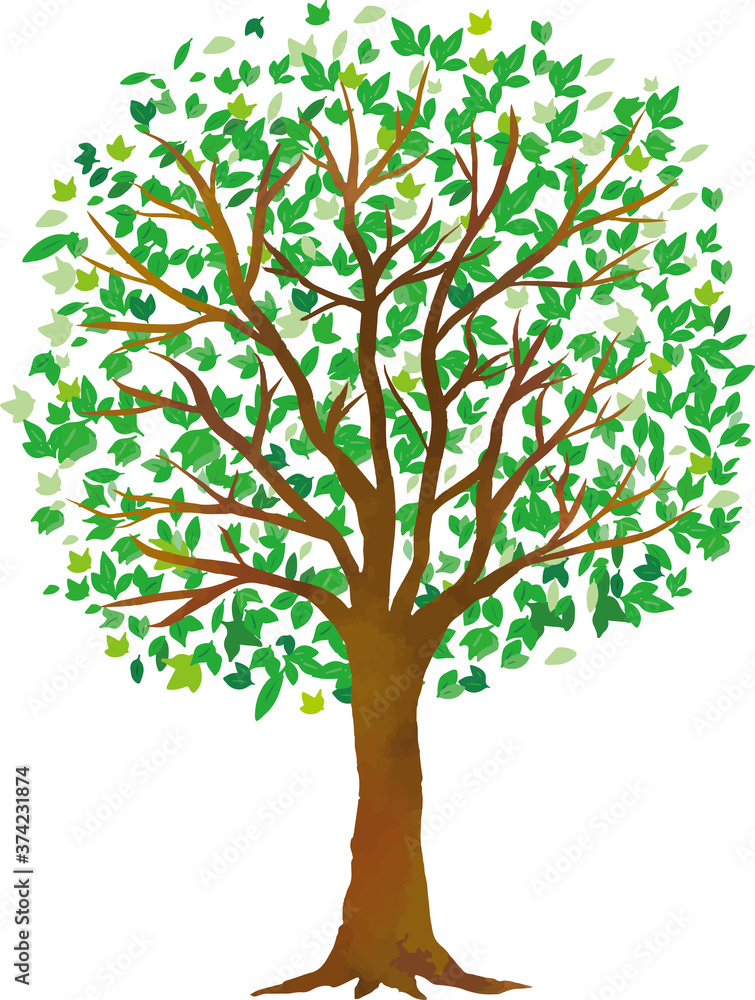 Naklejka Drzewo: Gałąź Naturalna zieleń Liść Świeża zieleń Kieł Wczesne lato Lato Wiosna Eko zieleń