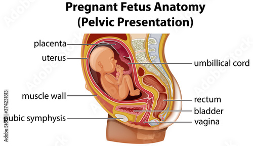 Pregnant fetus anatomy diagram