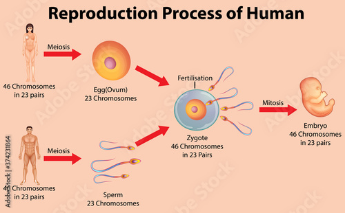 Reproductive process of human