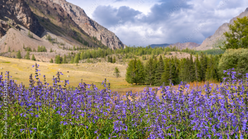 Obraz premium Field of blue flowers against the background of mountains, Altai Mountains