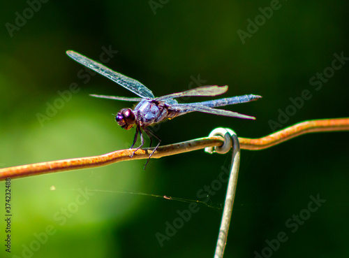 Beautiful iridescent dragonfly on a rusty fence in the Summer