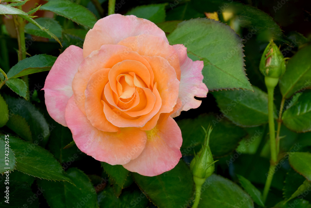Daybreaker Rose Flower 03 Daybreaker Rose Flower 03