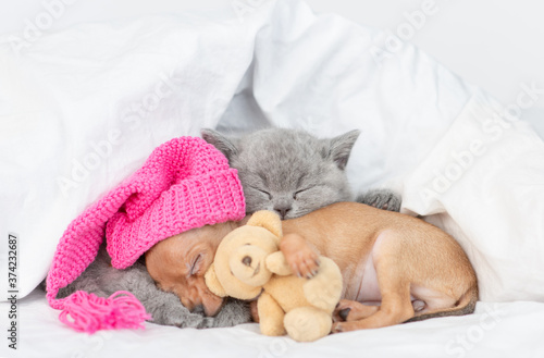 Baby kitten and toy terrier puppy wearing warm hat sleep together under a warm blanket on a bed at home. Puppy embraces favorite toy bear