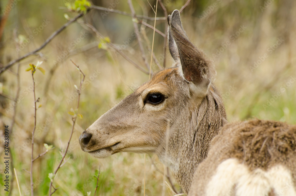 Close-up of a Deer