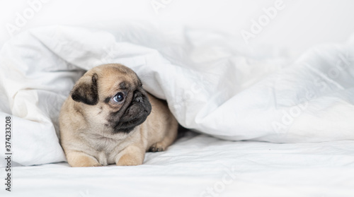 Cute Pug puppy sits under warm blanket on the bed at home and looks away on empty space. Empty space for text