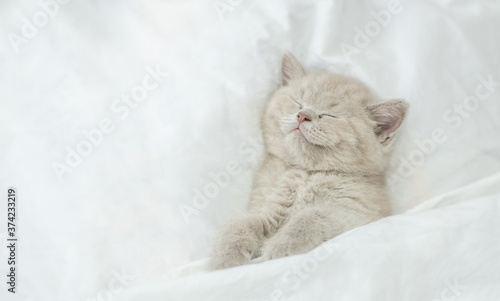 Cozy scottish kitten sleeps under blanket on a bed at home. Top down view. Empty space for text