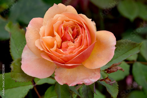 About Face Rose Flower 04