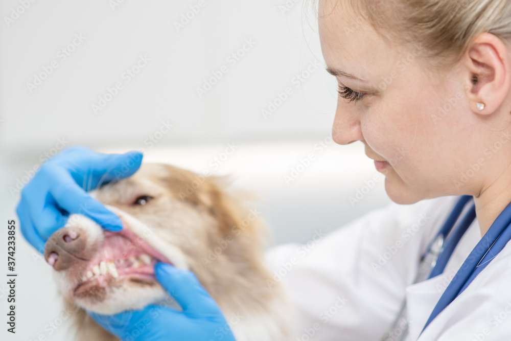 Vet examines a dog's teeth at clinic