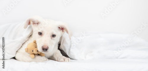 Sad puppy hugs favorite toy bear under white blanket on a bed at home. Empty space for text