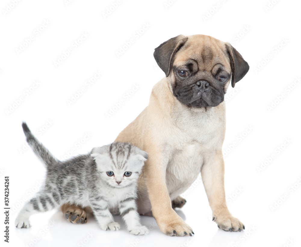 Pug puppy and scottish kitten sit together in side view. isolated on white background