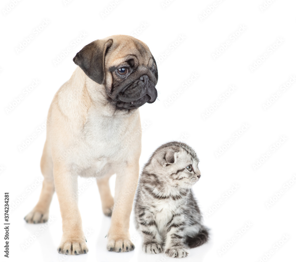 Pug puppy and scottish kitten sit together and look away on empty space. isolated on white background